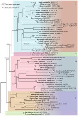 Phylogeny of genera in Maleae (Rosaceae) based on chloroplast genome analysis